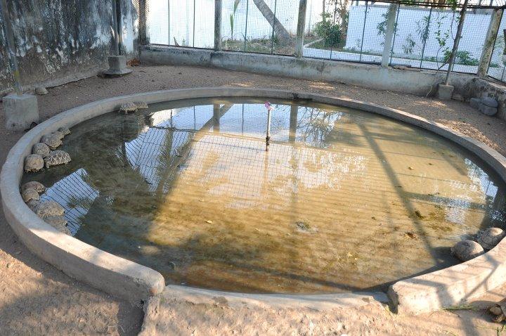srikurmam_temple_14